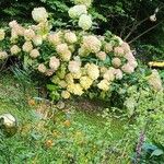 Hydrangea paniculata花