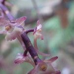 Rhipidoglossum rutilum Flower