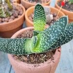 Gasteria carinata Leaf