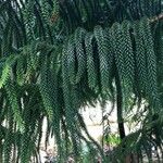 Araucaria laubenfelsii 整株植物