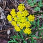 Cymopterus lemmonii Blomst