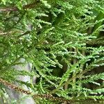 Dacrycarpus dacrydioides Leaf