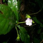 Pavonia castaneifolia Цвят