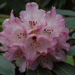 Rhododendron beesianum