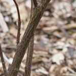 Stachyurus retusus Corteza