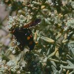 Teucrium dunense Flor