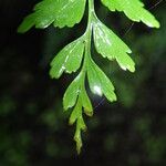 Asplenium lividum Листок