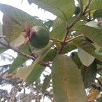 Psidium guajava Fruit