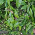 Magnolia figo Hoja