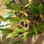 Bulbophyllum imbricatum Habit