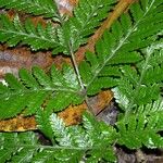 Lastreopsis vieillardii Leaf