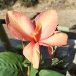 Canna × hybridaFlower