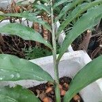 Hedychium coronarium Blatt