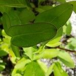 Coreopsis auriculata Leaf