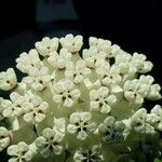 Asclepias variegata Flower