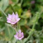 Xeranthemum cylindraceum Flower