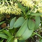 Dendrobium speciosum List