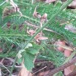 Allium carinatum Folha