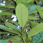 Nothofagus codonandra Leaf
