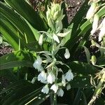 Ornithogalum candicans Cvet