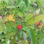 Rosa majalis Fruit