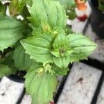 Mimulus guttatus Blad