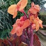 Canna indicaFlors