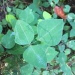 Amphicarpaea bracteata Blatt