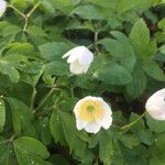 Anemone nemorosaFlower