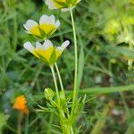 Limnanthes douglasii Φύλλο