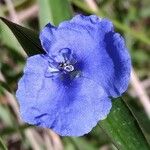 Commelina madagascarica