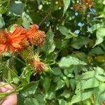 Pseudogynoxys chenopodioides Blatt