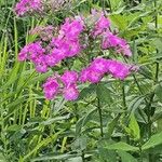 Phlox maculata Flor