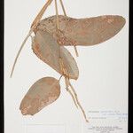 Ischnosiphon puberulus Hoja