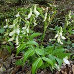 Lathyrus vernus Fula