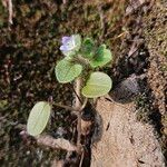 Veronica hederifolia অভ্যাস