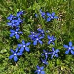 Gentiana nivalisFlower