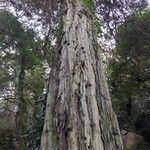 Sequoia sempervirens Lubje