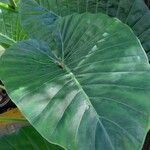 Alocasia macrorrhizos Ліст