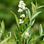 Ligustrum robustum Квітка