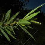 Eriosema crinitum Leaf