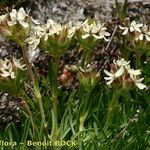 Saponaria lutea Hábito