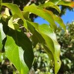 Combretum kraussii Leaf
