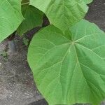 Paulownia tomentosaFulla