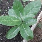 Calotropis procera 叶