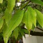 Quercus myrsinifolia Folha