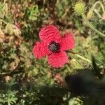 Roemeria sicula फूल