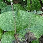 Phlomoides tuberosa Lapas