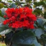 Clerodendrum speciosissimum Květ