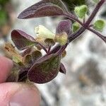 Scutellaria albida 花